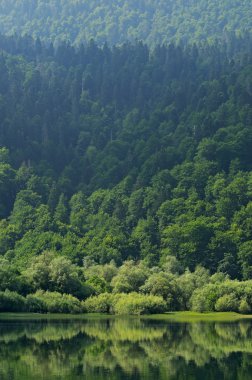 Forest reflected in lake clipart