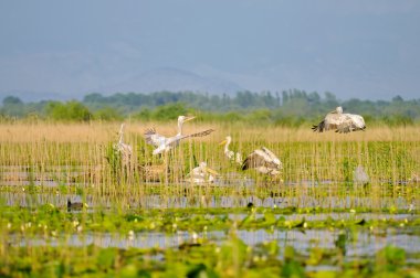 Pelican nest in the wild clipart