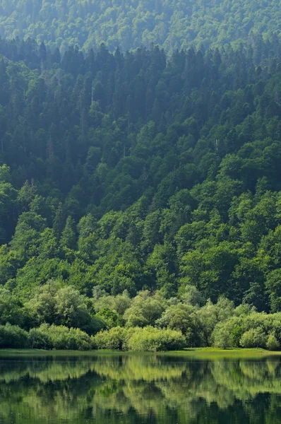 Lasów odzwierciedlenie w jeziorze — Zdjęcie stockowe