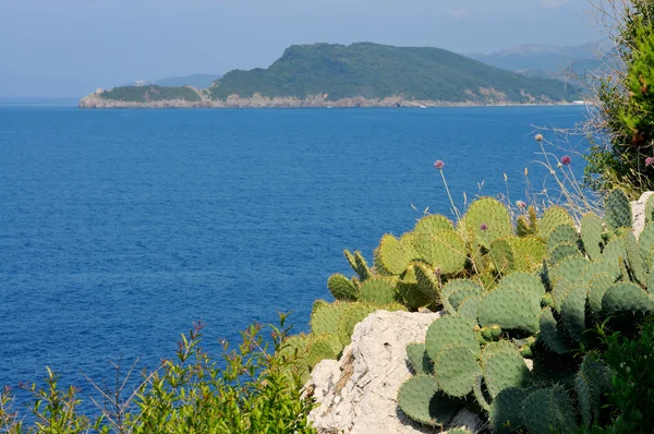 stock image Island sea and cactus