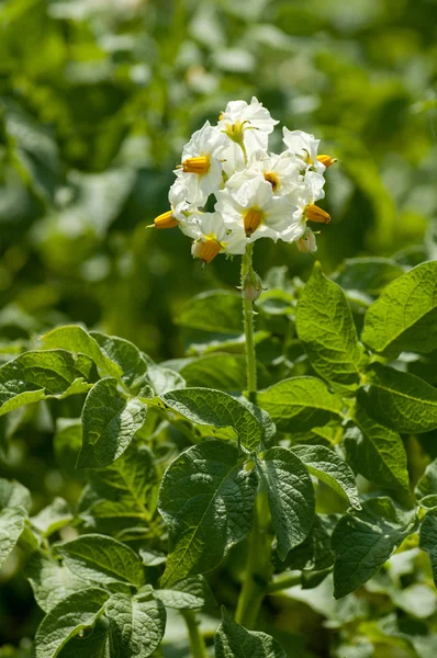 stock image Potato leaves and flowers