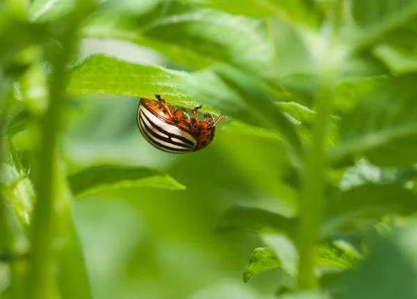 Colorado böceği — Stok fotoğraf