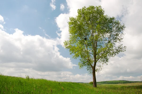 Stock image Single Tree