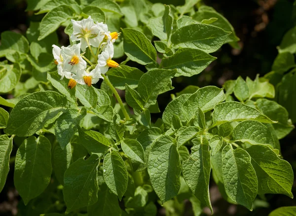감자 잎과 꽃 — 스톡 사진