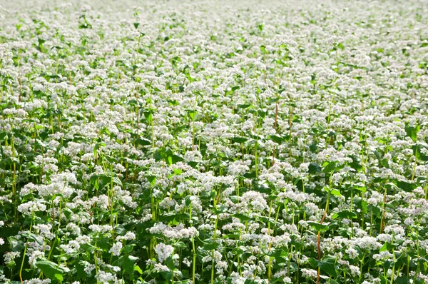 stock image Field with blossoming buckwheat.