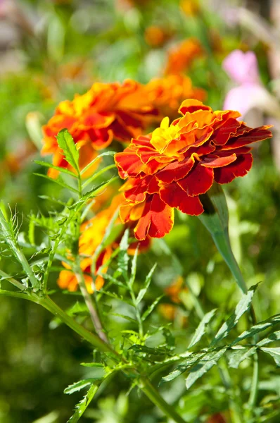 stock image Marigold