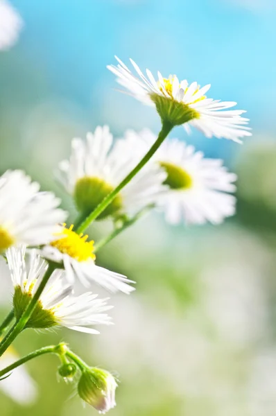 흰 꽃과 여름 초원 — 스톡 사진