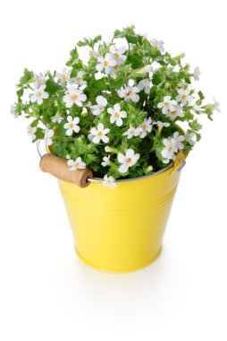 White flowers in yellow bucket clipart