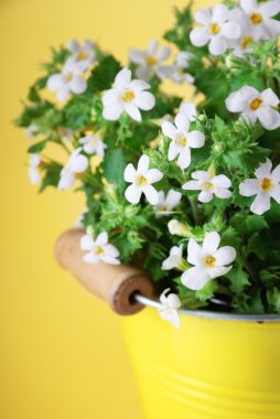 White flowers on yellow background clipart