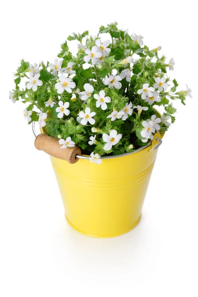 Bílé květy v žlutém kbelíku — Stock fotografie