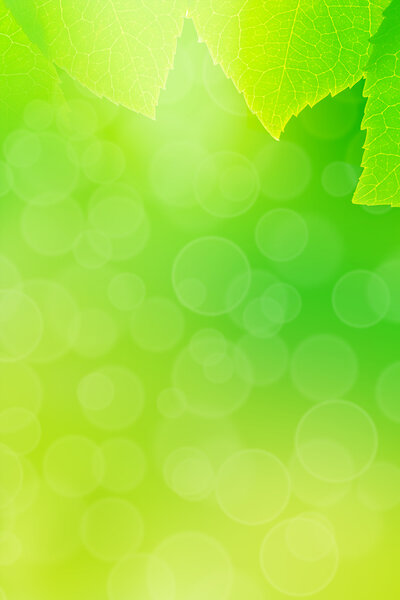 Green leaf close-up background