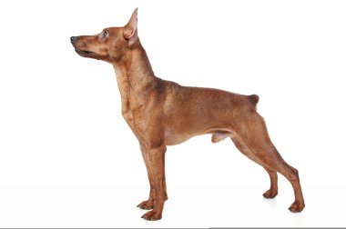 Miniature Pinscher. clipart