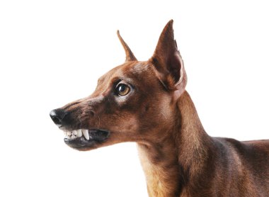 Miniature Pinscher. clipart