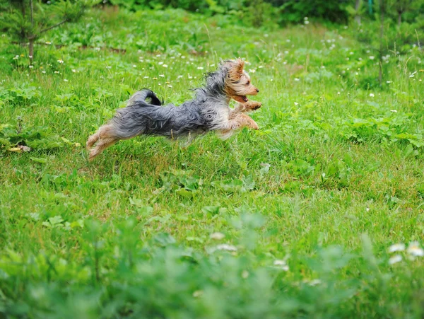 Ο σκύλος παίζει στο πάρκο — Φωτογραφία Αρχείου
