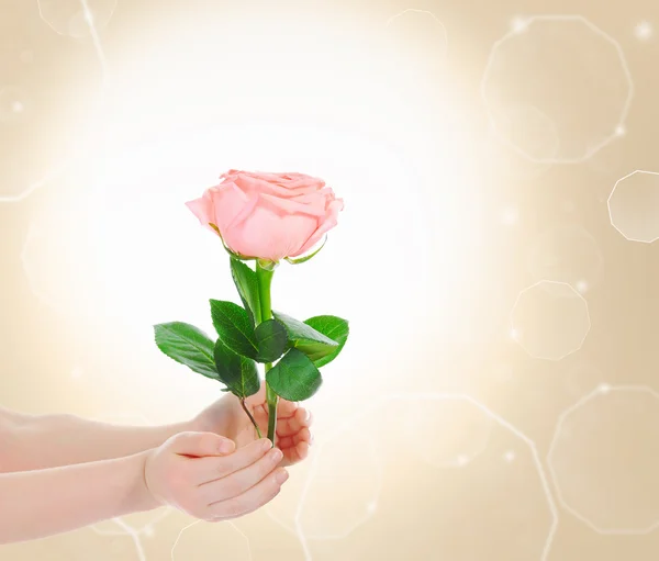 Красиві рожеві квіти троянд — стокове фото