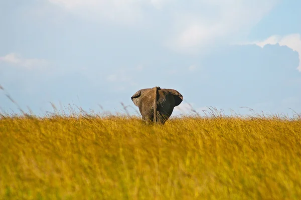 Elephant Walks Away — Stock Photo, Image
