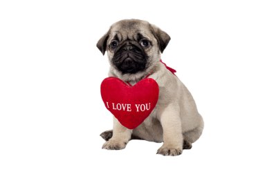 Pug puppy clipart