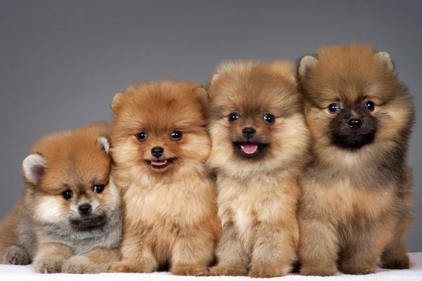 Pommeren puppies — Stockfoto