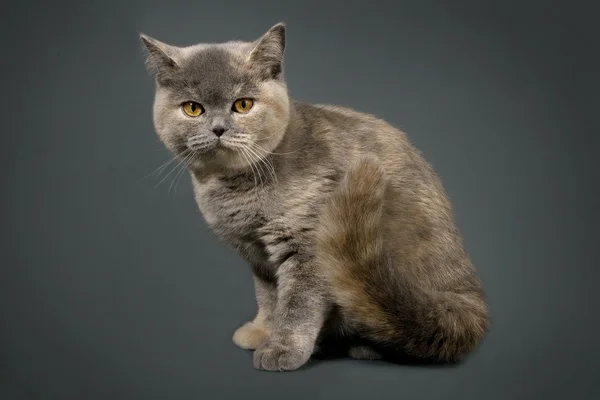 British Cat Front Gray Background — Stock Photo, Image