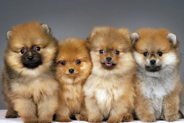 Κουτάβια Pomeranian Royalty Free Φωτογραφίες Αρχείου