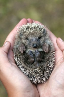 Hedgehog clipart