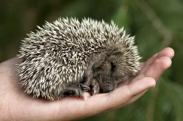 Stock image Hedgehog