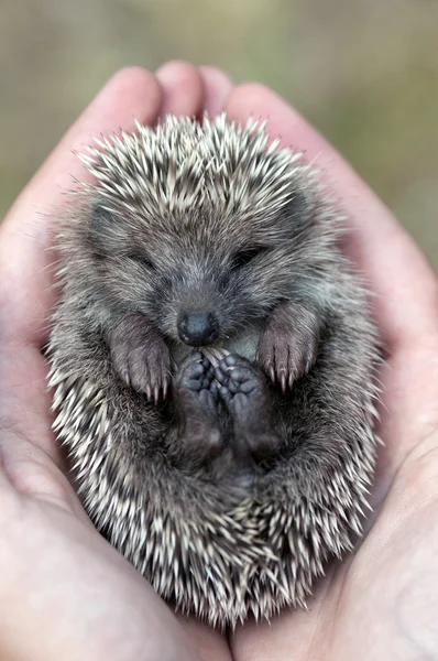 Stock image Hedgehog