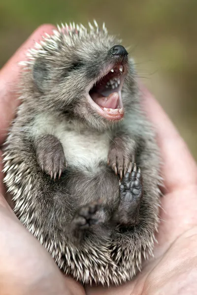 Hedgehog Stock Photo