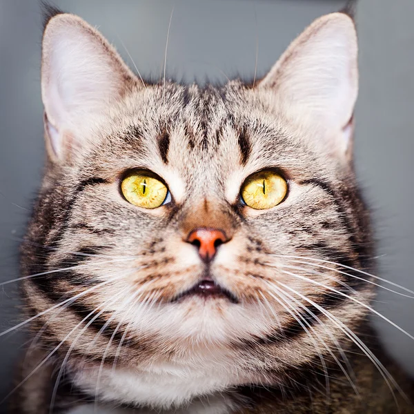 Portrait.close-up όμορφη γάτα. — Φωτογραφία Αρχείου