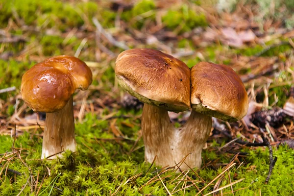 stock image Mushroom