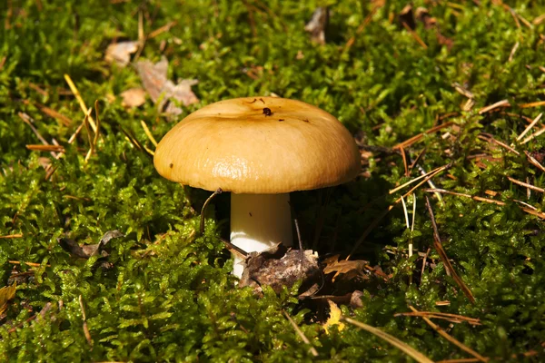 stock image Mushroom