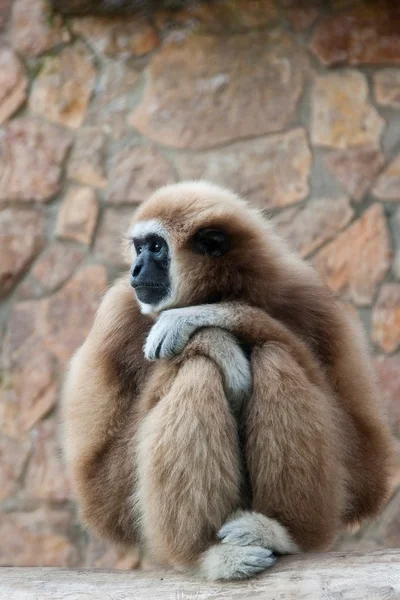 Gibbon — Stock Photo, Image