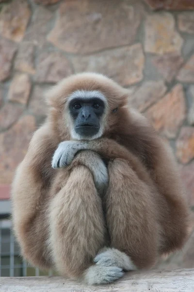 Gibbon — Stockfoto