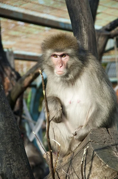 Japanse makaken — Stockfoto