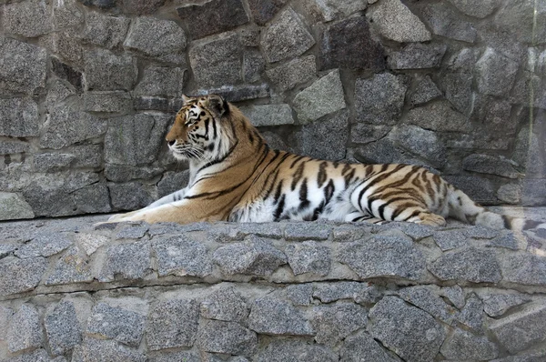 올드 로즈는 흰색 절연호랑이 거짓말 — 스톡 사진