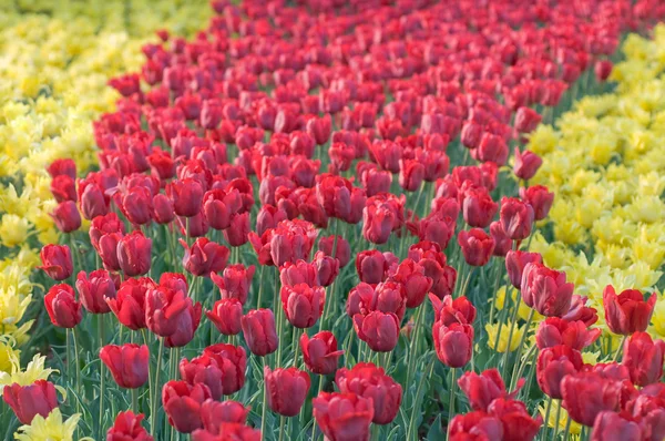 Drogi czerwone tulipany — Zdjęcie stockowe