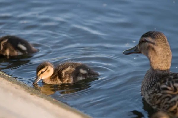 Ördek anne ördek yavrusu üzerinde seyrederken — Stok fotoğraf
