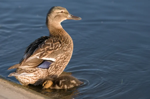 Ördek anne — Stok fotoğraf