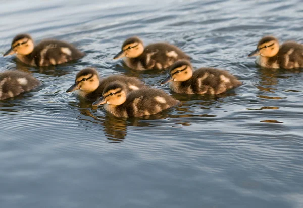 Küçük ördek sürüsü — Stok fotoğraf