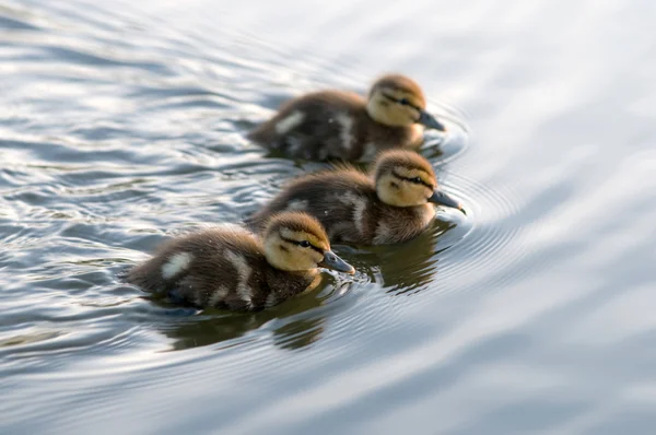 Küçük ördek sürüsü — Stok fotoğraf