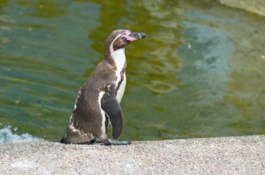 Humboldt pengueni (Spheniscus humboldti)