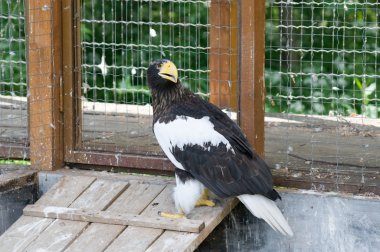 Steller deniz kartalı (Haliaeetus pelagicus)