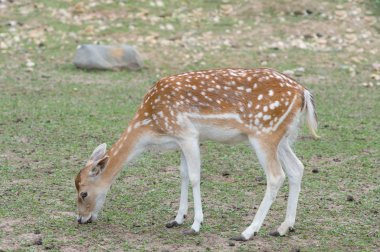 Fallow geyiği (Dama dama)