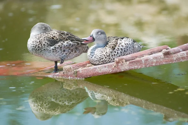 Cape Teal (Anas capensis) — Stockfoto