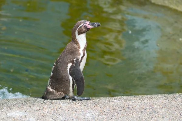 Pingüino de Humboldt (Spheniscus humboldti) —  Fotos de Stock