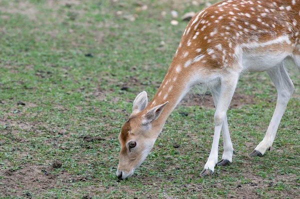 Stock image Fallow Deer (Dama dama)