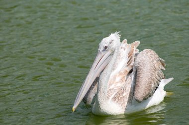 Dalmaçyalı pelikan (Pelecanus crispus)