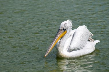 Dalmaçyalı pelikan (Pelecanus crispus)