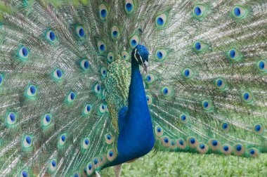 Tavus kuşu olarak gurur