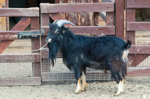 Goat on farm — Stock Photo, Image